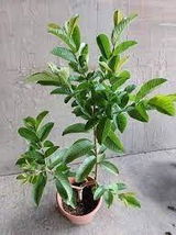 Kian Bhatt review photo