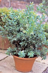 Tanay Ahuja review photo