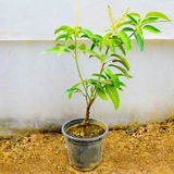 Hridaan Luthra review photo