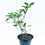Ruhan Gera review photo