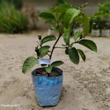 Inara Siddhu review photo