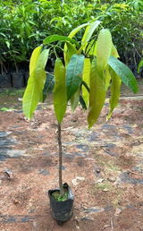 Vivik Ahlawat review photo