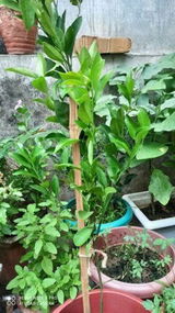 Sharath S. review photo