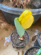 Dr Asthana review photo