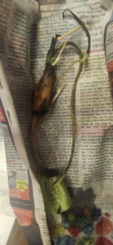 Iraiya Swaminathan review photo