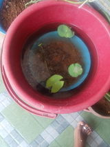 Prayom Gosain review photo