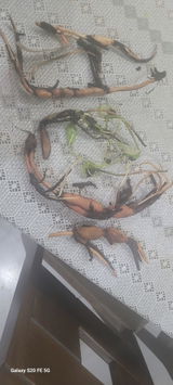 Mukesh Kohli review photo