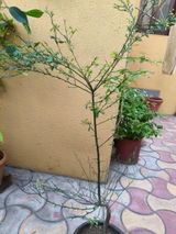 Neeta Shah review photo