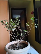 Mr. Ashish Tripathi review photo