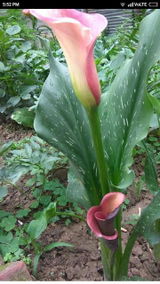 Sakshee Soni review photo