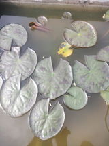 Keshav Advani review photo