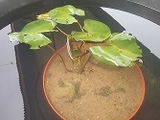 Myra Vaswani review photo