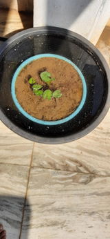 Rohan Chatlani review photo