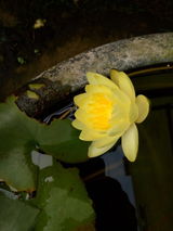 Jayant Basant review photo
