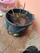 Dev Goel review photo