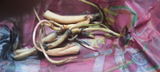 Prisha Trivedi review photo