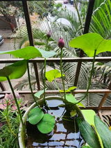 Mahi Joshi review photo