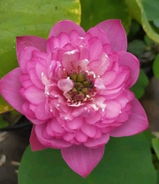 Ritvik Sheth review photo