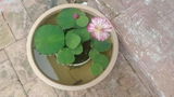 Yuvraj Thakkar review photo