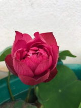 Ruchi Madon review photo