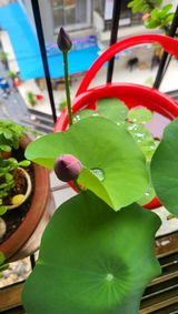 Lakshit Narula review photo