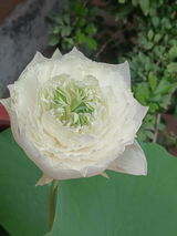 Ritesh Talreja review photo