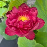 Siddharth Bajaj review photo