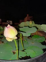 Alok Maiti review photo