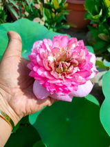 Harpreet Karbi review photo