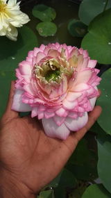 Jasleen Rabha review photo