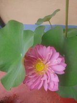 Manpreet Khasi review photo