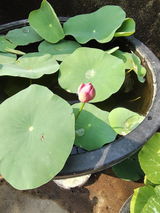 Sunita Pnar review photo