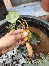 Kanchan Sartang review photo