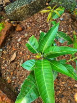 Ramev Gedami review photo