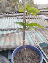 Sarmira Korramkar review photo