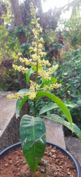 Yunev Atrakar review photo