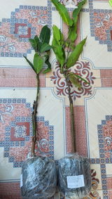 Nooreza Kawarti review photo