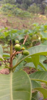Munair Uikeya review photo