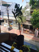 Suvaira Potkule review photo