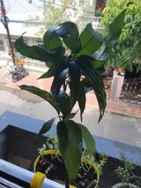 Daryun Kawdikar review photo
