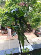 Mehvika Atramkar review photo