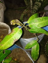 Ruvansh Potaviya review photo