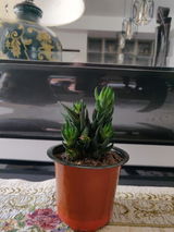Zarell Varkoni review photo