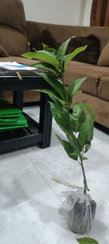Invera Talveth review photo