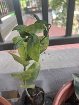 Noorevik Salmori review photo