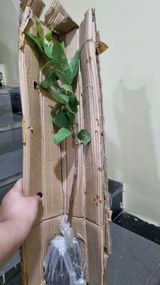 Reyvian Molzeth review photo