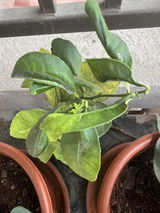 Soreya Kalveth review photo