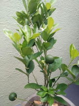 Nyvora Ashdren review photo
