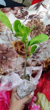 Drovin Akshal review photo