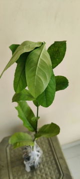 Fendric Solan review photo